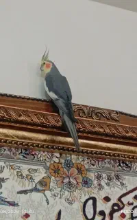 عروس هلندی رام