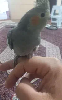 عروس هلندی گمشده