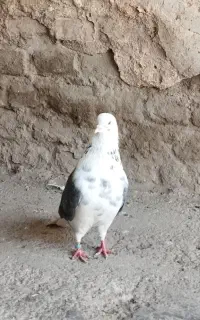 گمشده