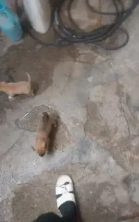 پاگوتا روباهی
