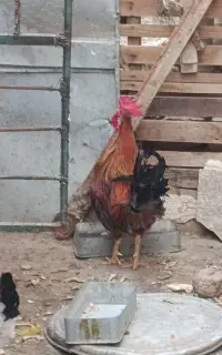 خروس