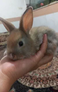 خرگوش نیمه لپ
