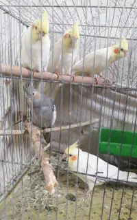 عروس هلندی