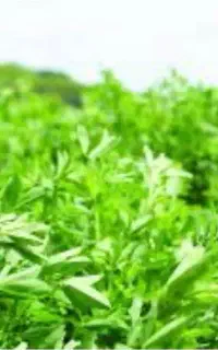 فروش یونجه