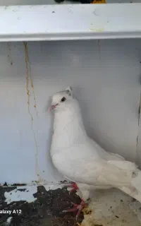 کبوتر