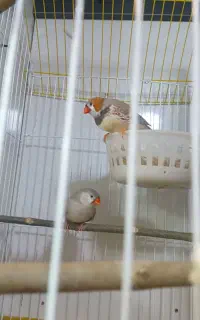 یه جفت کینگ خیلی خوشگل و درشت