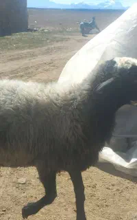قوچ چال افشار