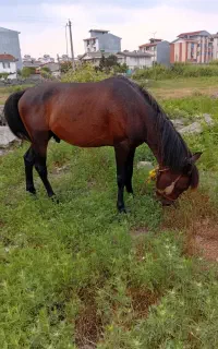 اسب