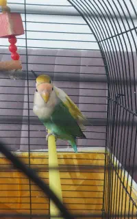طوطی برزیلی نر و ماده