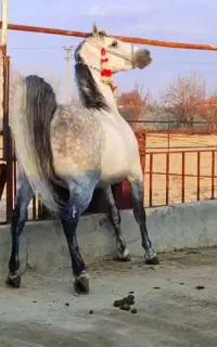 خرید فروش اسب ومادیان