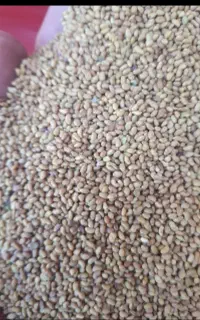 بذر یونجه بوجاری شده تمیز