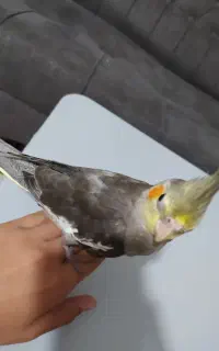 عروس هلندی ماده
