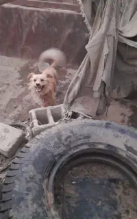 سگ پاکوتاه