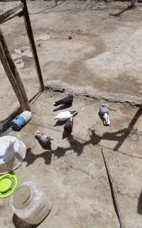 کبوتر تقو