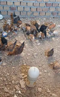 جوجه