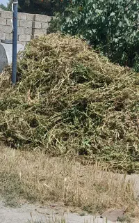 بوته نخودفرنگی