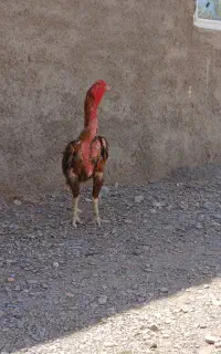 تخم مرغ لاری نطفه دار