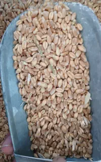 فروش گندم