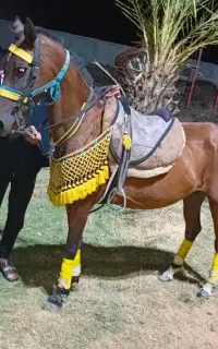 سوسنگرد