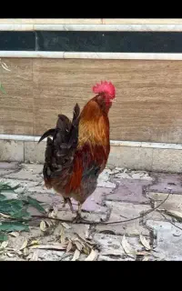 خروس گمشده