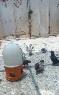 کبوتر