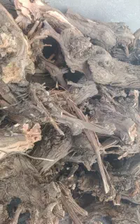 تنه درخت انگور