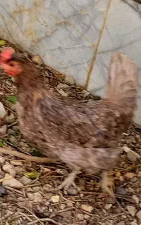 مرغ تخم گذار