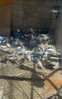 کبوتر تهرونی