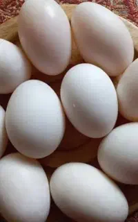 تخم نطفه دار اردک پکنی