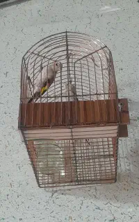جوجه سهره نر استان فارسی