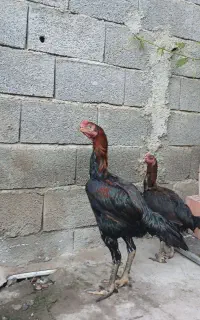 خروس ومرغ لاری