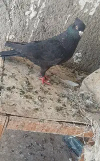 ۴ عدد کبوتر ب شرط پرش