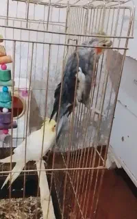 دوتا عروس هلندی نرو ماده