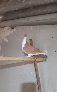خشرنگ زرد ماده زنبور