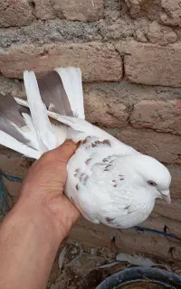 شش کفتر پرشی