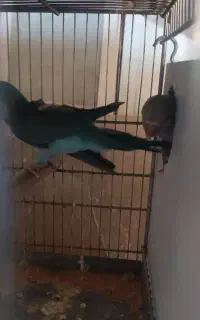 راهب
