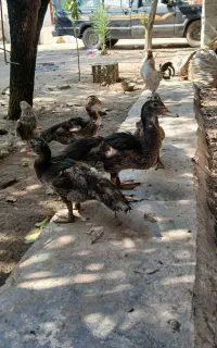 جوجه اردک خارجی