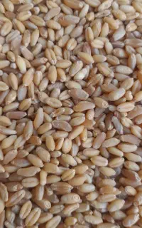 فروش مقدارزیادی گندم