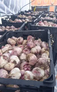 سیر ضایعات وعلفی