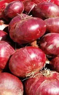 بذر پیاز محلی قرمز