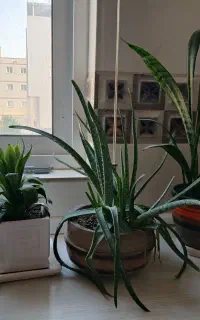 گل و گلدان