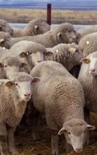 گوسفند جهت قربانی چناران