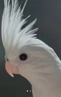 عروس هلندی