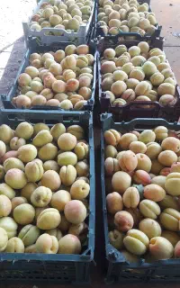 زاردالوهایه عسگر اباد واسه خشک کردان خوبه