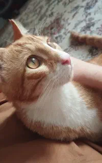 واگذاری سرپرستی گربه بعلت مهاجرت
