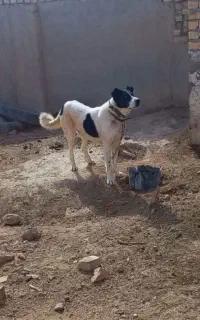 دوتا سگ گله ای قدریجونی