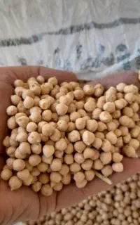 حبوبات