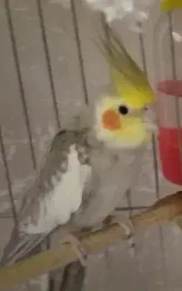 گمشده