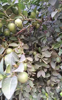 مرکبات لیمو ترش