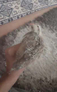 جوجه مرغ محلی کلین